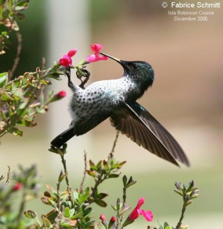 PICAFLOr DE JUAN FERNADEZ (colibri):Habita en la isla Fernandez. 